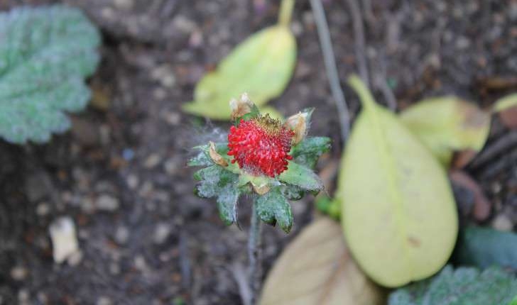Potentilla indica (Andrews)Th.Wolf, 1904