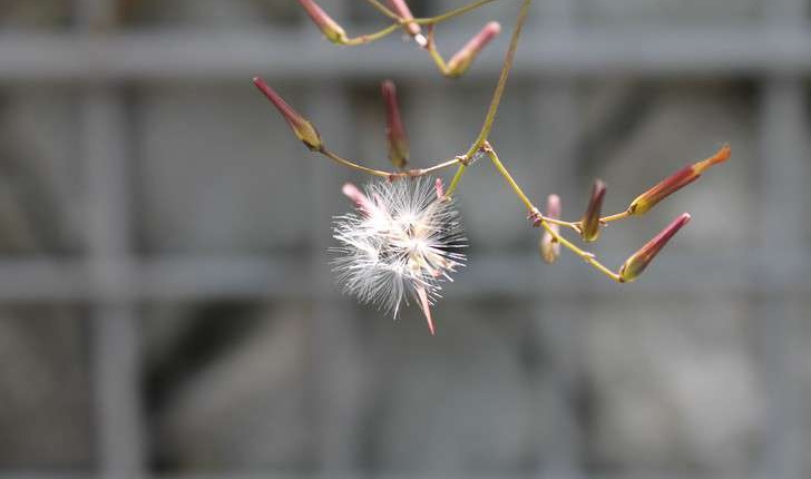 Lactuca muralis ((L.) Gaertn., 1791)