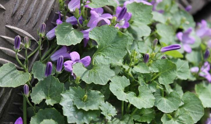 Campanula portenschlagiana (Roem. & Schult., 1819)
