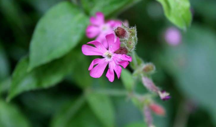 Silene dioica (L.) Clairv., 1811