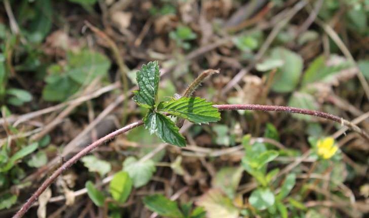 Potentilla indica (Andrews)Th.Wolf, 1904