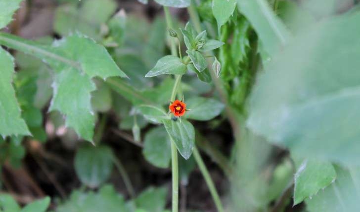 Lysimachia arvensis (L.) U.Manns & Anderb., 2009