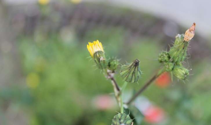 Sonchus oleraceus (L., 1753)