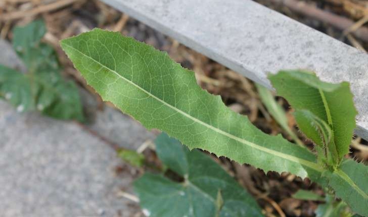 Lactuca serriola (L., 1756)