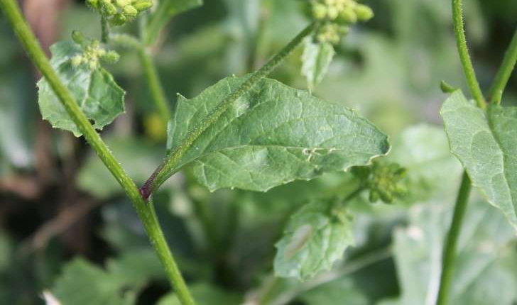 Sinapis arvensis (L., 1753)