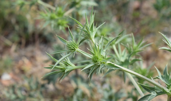 Eryngium sp (L., 1753)