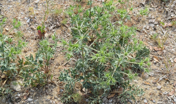 Eryngium sp (L., 1753)