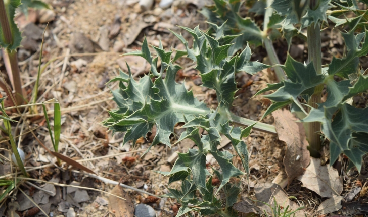 Eryngium sp (L., 1753)