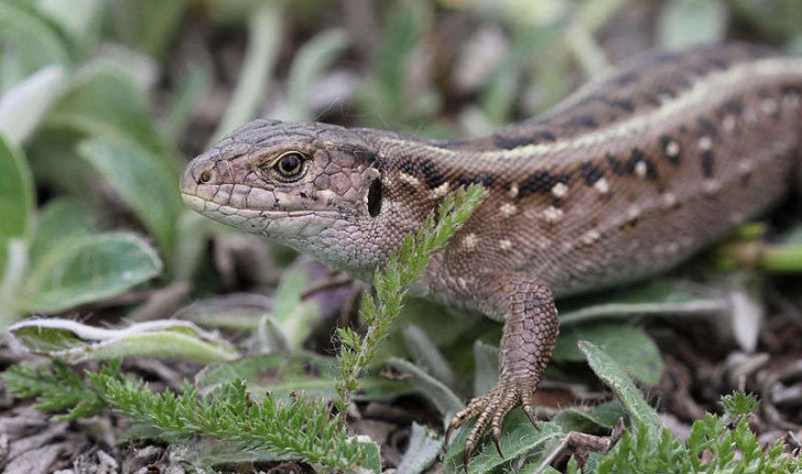 Lacerta agilis (Linnaeus, 1758)