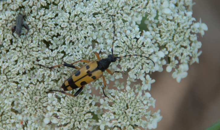Famille des Cerambycidae
