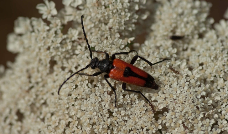 Famille des Cerambycidae