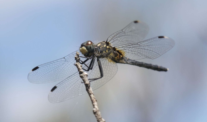 Leucorrhinia albifrons (Burmeister, 1839) 