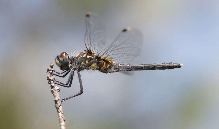 Leucorrhinia albifrons (Burmeister, 1839) 