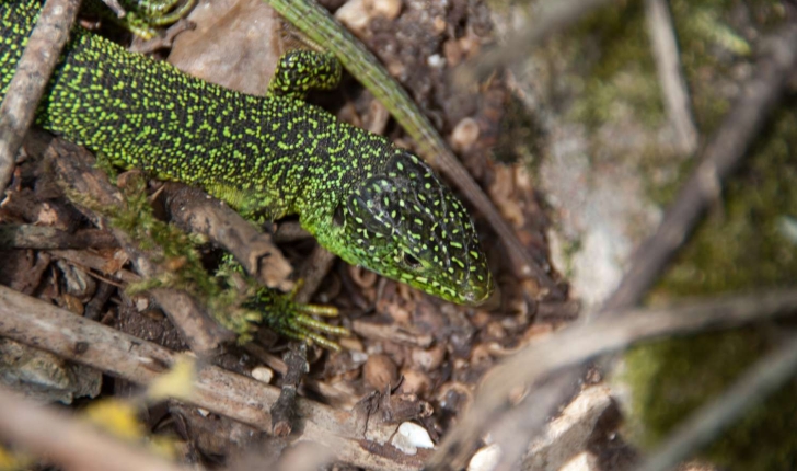 Lacerta bilineata (Daudin, 1802)