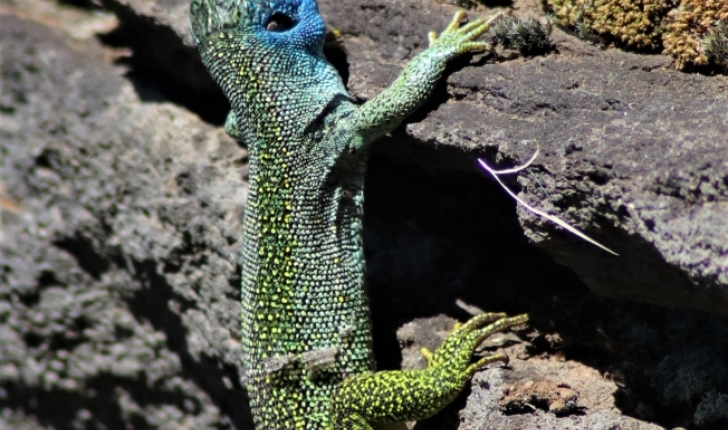 Lacerta bilineata (Daudin, 1802)