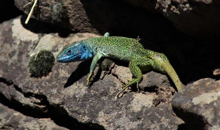 Lacerta bilineata (Daudin, 1802)