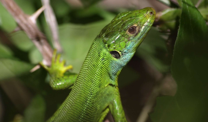 Lacerta bilineata (Daudin, 1802)