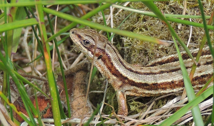 Zootoca vivipara (Jacquin, 1787)