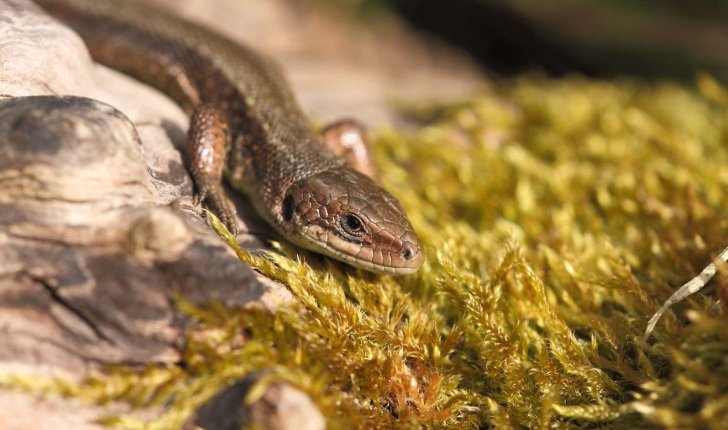 Zootoca vivipara (Jacquin, 1787)