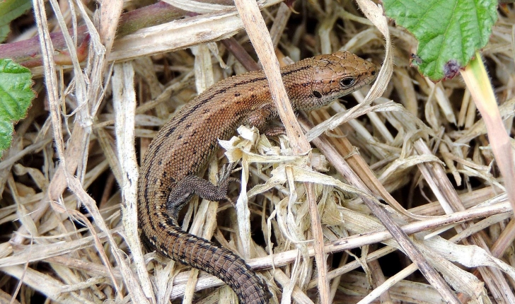 Zootoca vivipara (Jacquin, 1787)