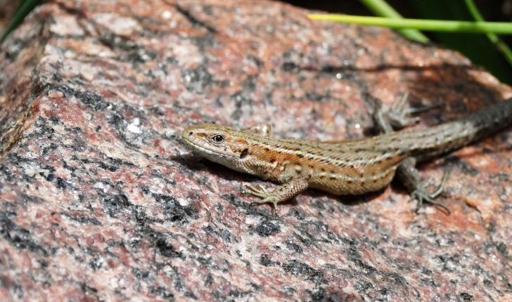 Zootoca vivipara (Jacquin, 1787)