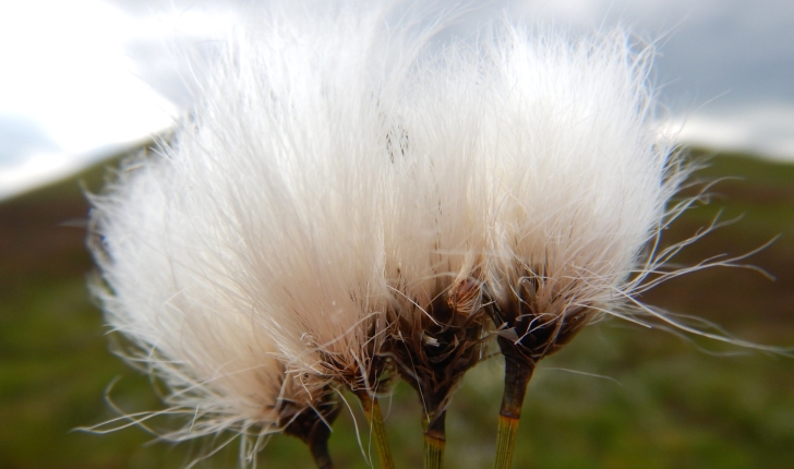 Eriophorum vaginatum