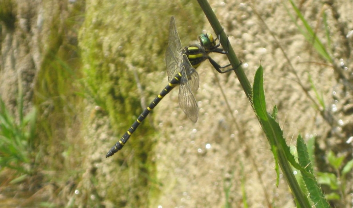 Cordulegaster boltonii 