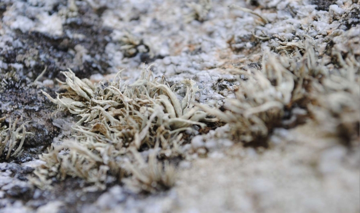 Lichen - Crédit: photothèque Bretagne Vivante