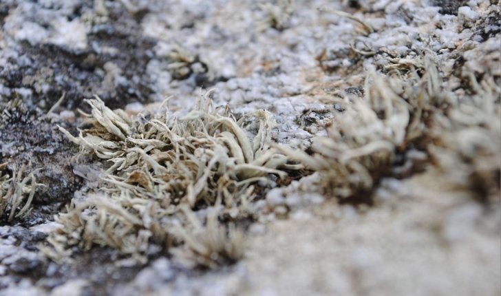 Lichen sp