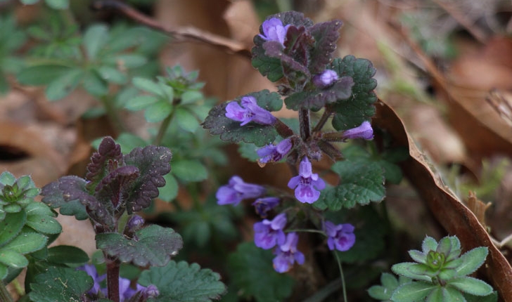 Glechoma hederacea (L., 1753)