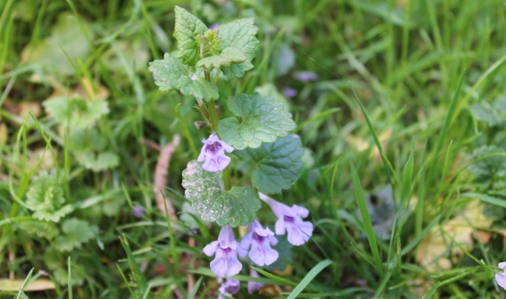 Glechoma hederacea (L., 1753)