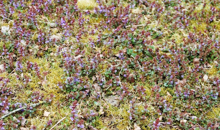 Glechoma hederacea (L., 1753)