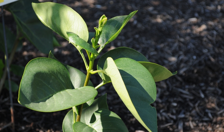 Syringa vulgaris, Linné 1753