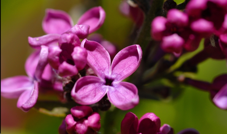 Syringa vulgaris, Linné 1753