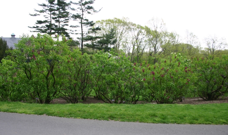 Syringa vulgaris, Linné 1753