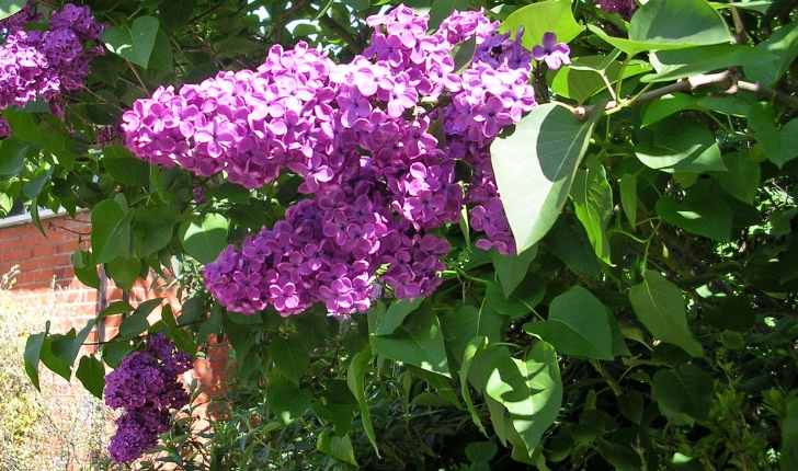 Syringa vulgaris, Linné 1753