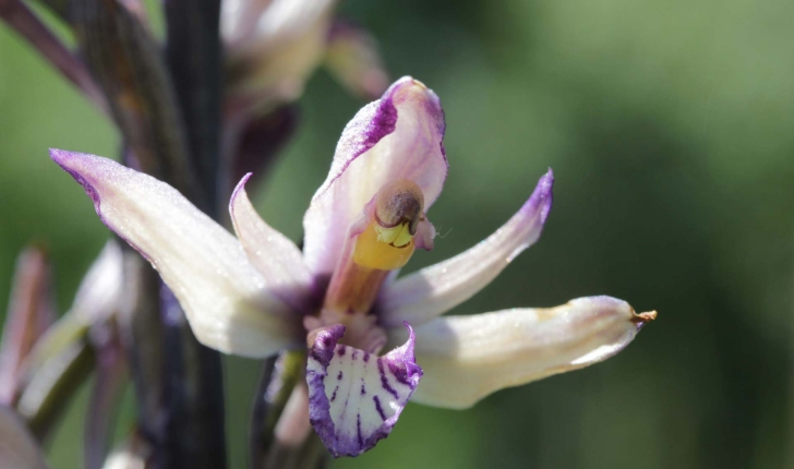 Limodorum abortivum (L.) Sw.