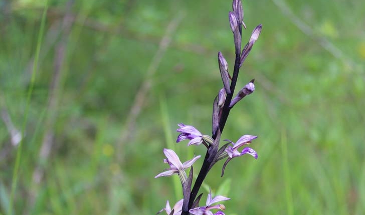 Limodorum abortivum (L.) Sw.