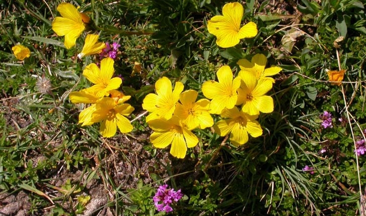 Linum flavum