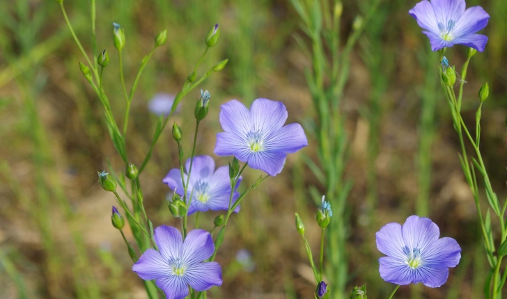 Linum perenne L.