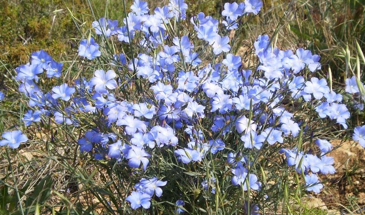 Linum perenne L.