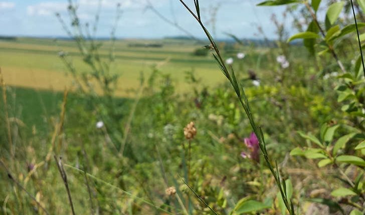 Linum tenuifolium (L., 1753)