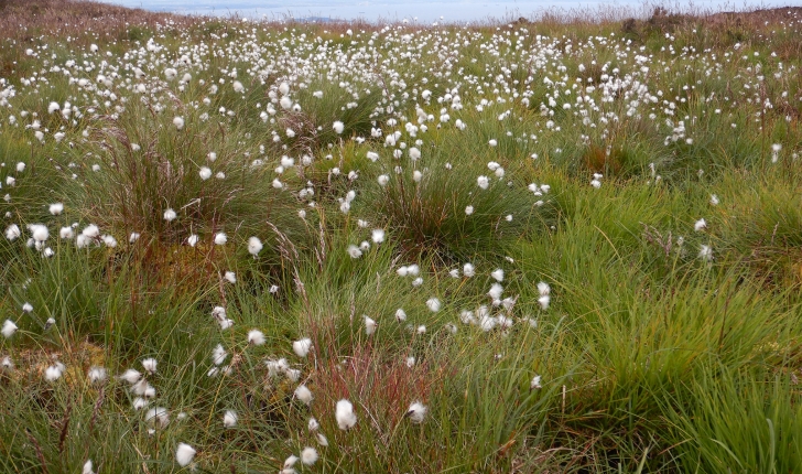 Eriophorum vaginatum