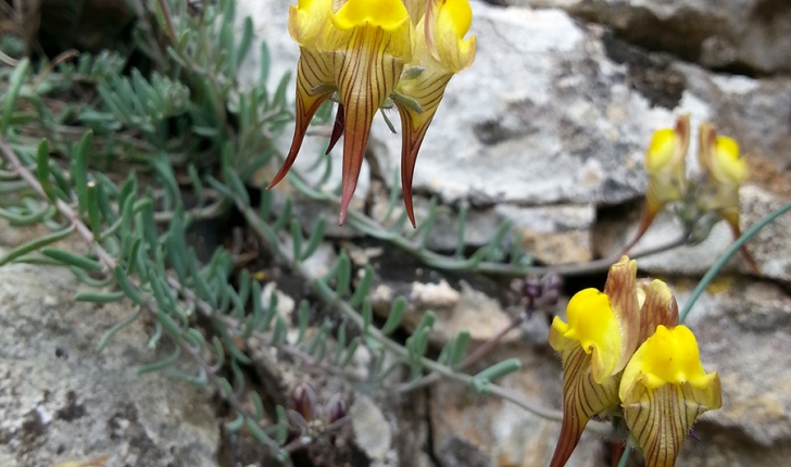 Linaria supina, (L.) Chaz. 1790