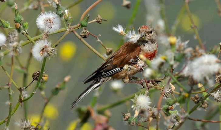 Carduelis cannabina (Linnaeus, 1758)