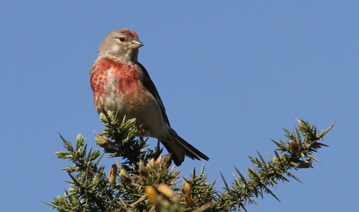 Carduelis cannabina (Linnaeus, 1758)