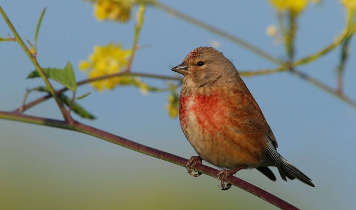 Carduelis cannabina (Linnaeus, 1758)