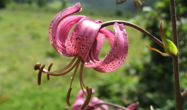 Lilium martagon (L., 1753)