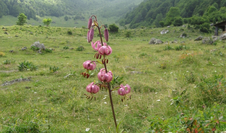 Lilium martagon (L., 1753)