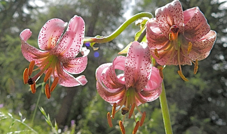 Lilium martagon (L., 1753)